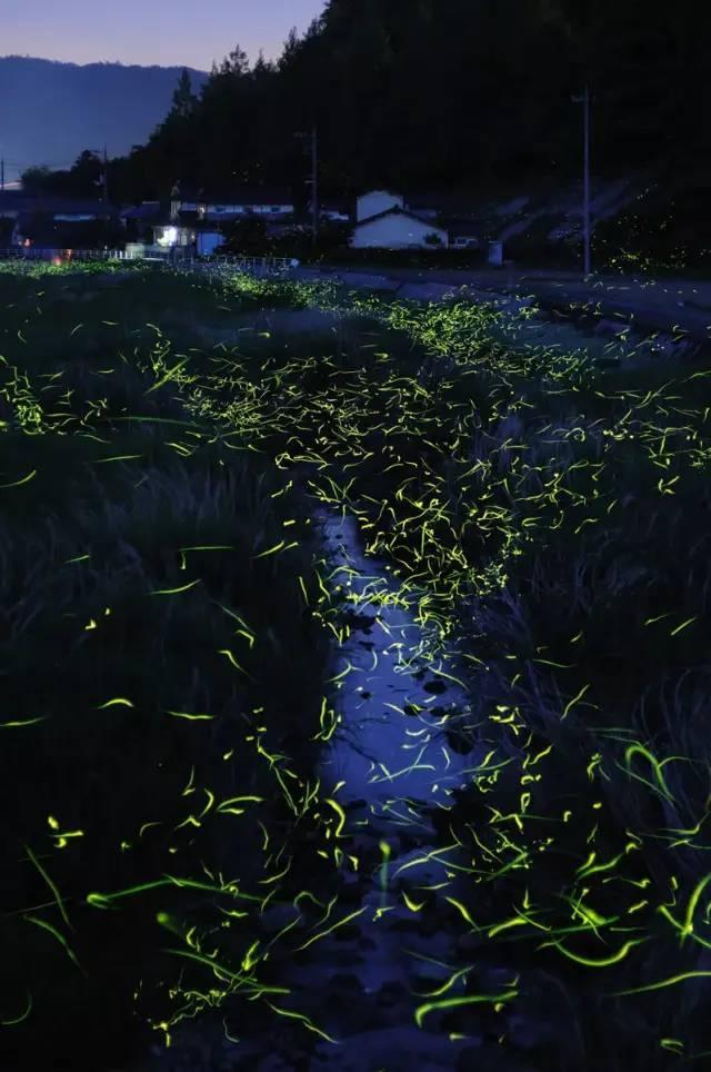 红色鹦鹉逃脱